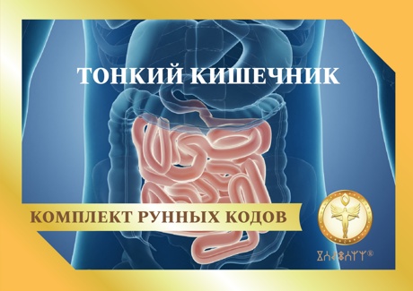 Тонкий кишечник 1875 - фото 5372